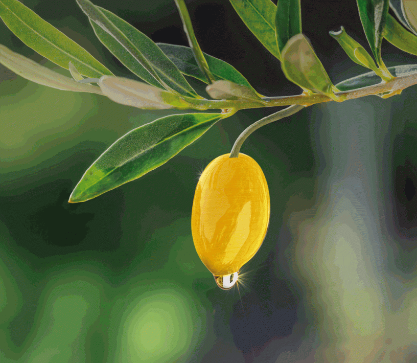 Oliveres, olives, oli i Danadim® Progress